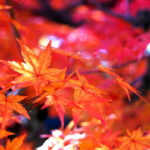 <span class="title">静岡県の紅葉が綺麗な名所から穴場までおすすめスポット25選！</span>